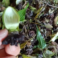 ?求购百部种子