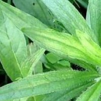 求购鱼胆草