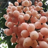 金果榄种子繁殖育苗方法介绍