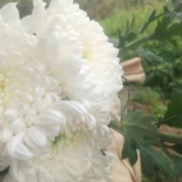 求购菊花