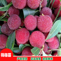 杨梅怎么播种 水晶杨梅树苗 什么杨梅大