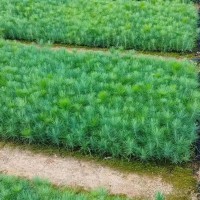 红河扁柏，藏柏，湿地松，云南松，华山松，水冬瓜- 徐金红香椿种植合作社