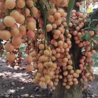 木奶果价格外形特征 原产地环境要素