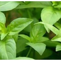 求购安国周边手铰芥穗3一4吨