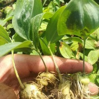 求购黄精袋苗1.5万株