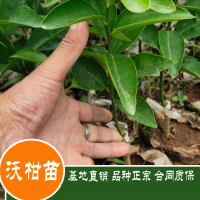 求购沃柑枝条150斤