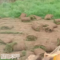 求购兰引三号草坪，数量5万平方货发福建