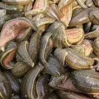 ?求购水蛭，要求活性600以上