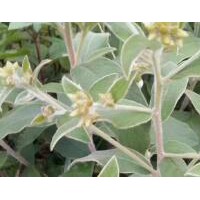 大量收购马甘蔗根部