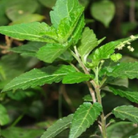大量收购透骨草籽
