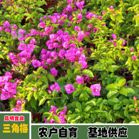 ?求购三角梅80×80，8棵，天竺葵小红盆8000棵，矾根2000盆