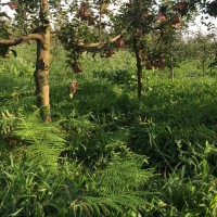 求购苹果树48棵，要求米径9公分袋苗