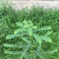 大量求购叶下珠，要求要绿杆的，不要红杆的