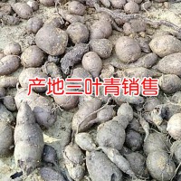 求购三叶青干品