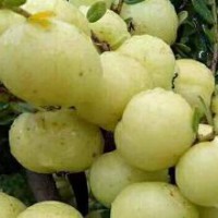 求购新鲜橄榄