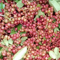 大量求购花椒