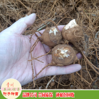 求购附子统货