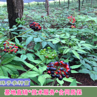 求购家种珠子参鲜货，毛重楼鲜货