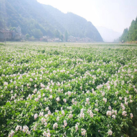 大量求购淀粉土豆，创佳粉佳个头大的商品土豆