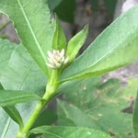 求购16袋水花生苗，数量50000颗