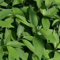 求购10吨黑胡椒