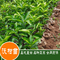 ?求购沃柑苗，要求云南临沧孟定货