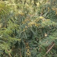求购油橄榄杯苗，要求头径1.5公分起，高度1米起