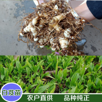 大量求购白芨，石菖蒲，黄精