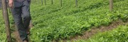 百部苗广西梧州市苍梧县0.9元/株