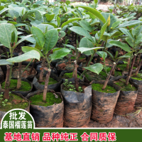 求购黑刺榴莲苗