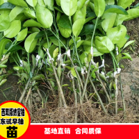 求购酸土柚苗，要求0.7以上