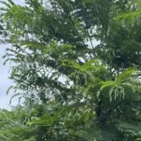 求购粉花山扁豆，数量273棵
