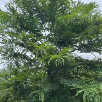 求购:粉花山扁豆，数量273棵，地径12-15分熟货