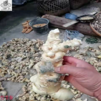 我处大量收购鲜货竹节参