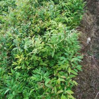 红椎苗 红椎袋苗 红椎种子 速生红椎
