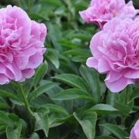 求购芍药一年苗
