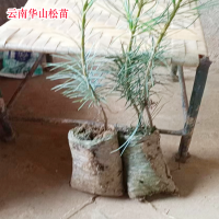 求购香松1米高500棵