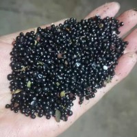 大量收购花椒籽