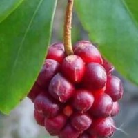大量求购五味子油籽新货