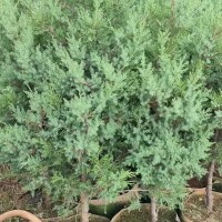 求购40公分高的圆柏小袋苗30万棵，要求云南货