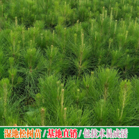 求购一米八高的湿地松袋苗9800棵，要求云南货