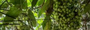 金果榄药材种植赚钱容易管理   当下种金果榄药材赚钱多呢