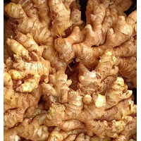 大量收购青苗姜