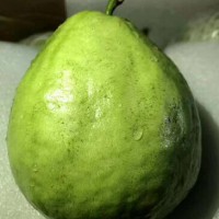 求购番石榴种苗