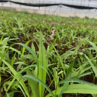 紫花白芨苗云南文山壮族苗族自治州砚山县0.8元/株