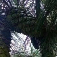 大量求购松包