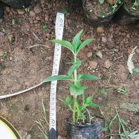 求购红果参苗