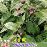 求购红果参苗