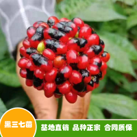 求购黑三七种子