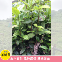 求购茶苗